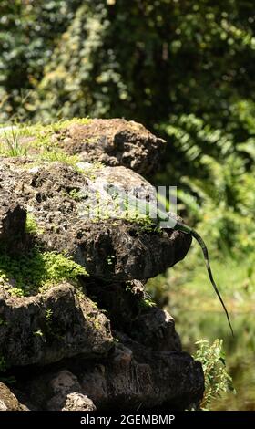 Die grüne Leguan-Eidechse, auch Iguana-Leguan genannt, sonne sich auf einem Felsen in Naples, Florida Stockfoto