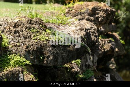 Die grüne Leguan-Eidechse, auch Iguana-Leguan genannt, sonne sich auf einem Felsen in Naples, Florida Stockfoto