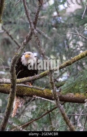 Großer erwachsener Weißkopfseeadler, der mit einem frisch gefangenen Kaninchen auf einem Baumzweig thront Stockfoto