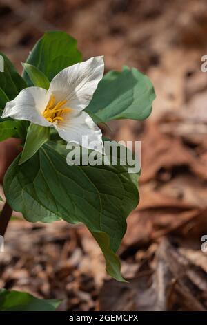 Wildes trillium in voller Blüte, das im späten Frühjahr in einem Wald wächst Stockfoto