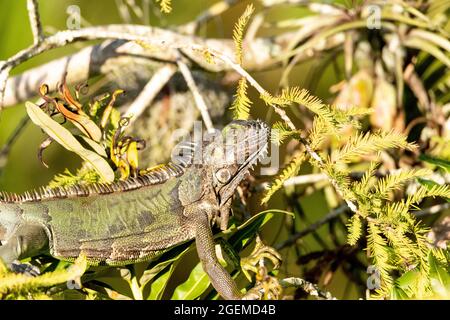 Die grüne Leguan-Eidechse, auch Iguana-Leguan genannt, sonne sich in einem Baum in Naples, Florida Stockfoto