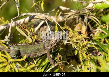 Die grüne Leguan-Eidechse, auch Iguana-Leguan genannt, sonne sich in einem Baum in Naples, Florida Stockfoto