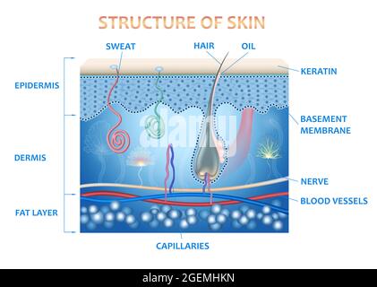 Anatomie der Haut und der Schichten und Elemente, aus denen sie besteht. Medizinische Illustration Stockfoto