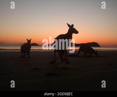 Kängurus am Strand bei Sonnenaufgang, Cape Hillsborough National Park, in der Nähe von Mackay, Queensland, Australien Stockfoto