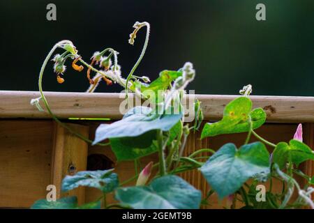 Zwei morgendliche Glory-Blüten, eine weit offen und die andere zentriert vorne, sind für den Tag geschlossen. Ein krasser Kontrast und jede auf ihre eigene Weise schön. Stockfoto