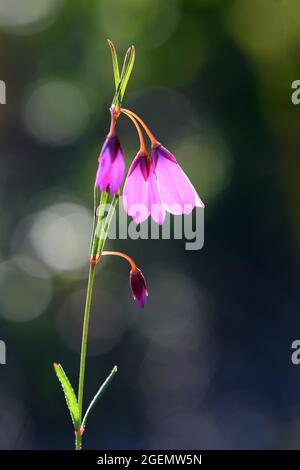 Zarte, hinterleuchtete, hängende Blüten der australischen Black Eyed Susan, Tetratheca shiressii, Familie Elaeocarpaceae, die in der Heide in Sydney wächst Stockfoto