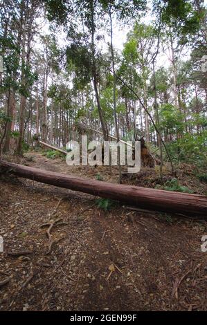 Großer heruntergefallener Baumstamm auf dem Wanderweg im Higashiyama-Berg in der Nähe des Kiyomizu dera-Tempels in Kyoto nach dem erbitterten Taifun Stockfoto