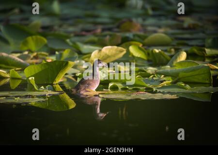 Süßes Küken von Common Moorhen (Wasserhuhn oder Sumpfhuhn) auf wildem Wasser Lily Green Blätter auf Teich im Sommer Tag Stockfoto