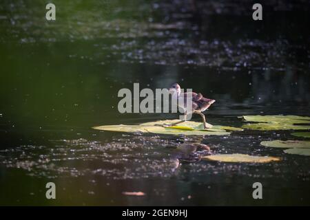 Süßes Küken von Common Moorhen (Wasserhuhn oder Sumpfhuhn) auf wildem Wasser Lily Green Blätter auf Teich im Sommer Tag Stockfoto