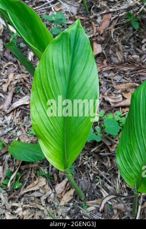 Eine Nahaufnahme von Kurkuma-Blättern, die im heimischen Garten organisch wachsen. Kurkuma ist eine blühende Pflanze, Curcuma longa aus der Ingwer-Familie, Zingiberacea Stockfoto