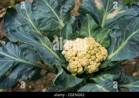 Eine Nahaufnahme der Blumenkohlpflanze, die in einem landwirtschaftlichen Betrieb biologisch wächst. Blumenkohl ist eines von mehreren Gemüsesorten der Art Brassica oleracea in der ge Stockfoto