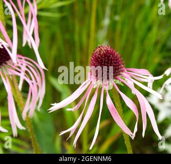 Blassrosa Koneflower echinacea pallida im britischen Sommergarten Juli Stockfoto