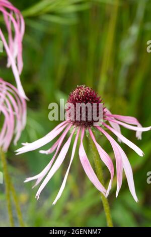 Blassrosa Koneflower echinacea pallida im britischen Sommergarten Juli Stockfoto