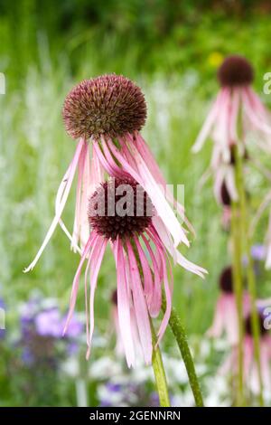 Blassrosa Koneflower echinacea pallida im britischen Sommergarten Juli Stockfoto