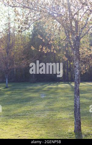 Spätfrühling Frühsommer Wiese mit Bäumen rund um die Rasenfläche Stockfoto