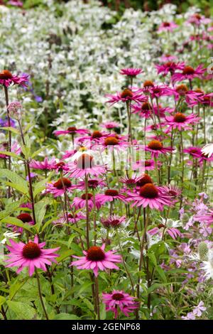 Echinacea und Eryngium giganteum Sea Holly Miss Willmotts Geist im Sommergarten Juli UK Stockfoto