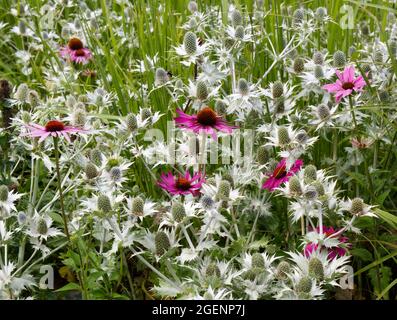 Echinacea und Eryngium giganteum Sea Holly Miss Willmotts Geist im Sommergarten Juli UK Stockfoto