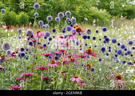 Echinacea und Echinops bannaticus Blumen im britischen Sommergarten Grenze Juli Stockfoto