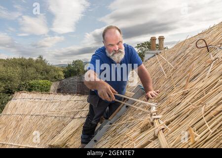 Fenit, Kerry, Irland. August 2021. Meister thatcher, Richard Ó Loideoin arbeitet an dem traditionellen Handwerk des Reetschens auf einem Dach in Chapeltown n Stockfoto