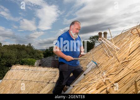 Fenit, Kerry, Irland. August 2021. Meister thatcher, Richard Ó Loideoin arbeitet an dem traditionellen Handwerk des Reetschens auf einem Dach in Chapeltown n Stockfoto