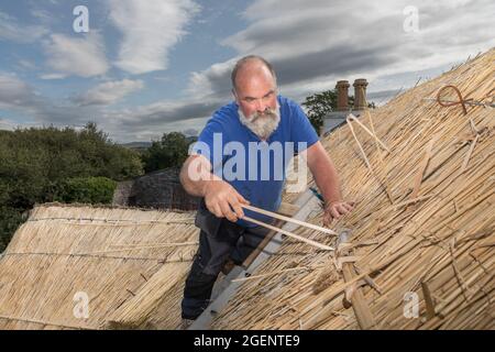 Fenit, Kerry, Irland. August 2021. Meister thatcher, Richard Ó Loideoin arbeitet an dem traditionellen Handwerk des Reetschens auf einem Dach in Chapeltown n Stockfoto