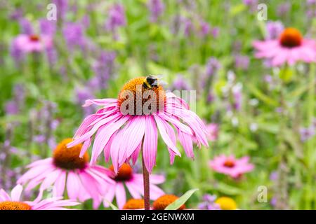 Leuchtend rosa Echinacea purpurea , auch bekannt als Konusblüten britischer Sommergarten Juli Stockfoto