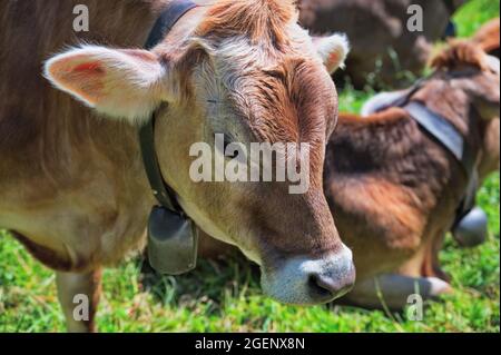 Kühe auf der Weide auf grüner Wiese Stockfoto