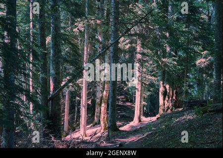 Sonnenbeschienene, fichtentiefe Nadelwälder Stockfoto