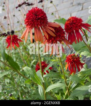 Sommerblumen von Echinacea Hot Papaya Juli UK Stockfoto