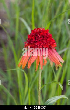 Sommerblume von Echinacea Hot Papaya Blume Juli Großbritannien Stockfoto