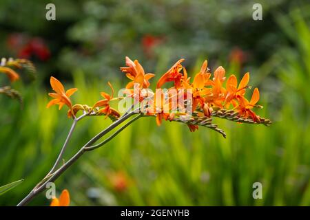 Orangenkrokosmie Blume eifriger Riese in einem Sommergarten im Juli in Großbritannien Stockfoto