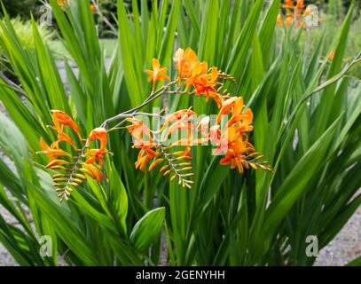 Orangenkrokosmie Blume eifriger Riese in einem Sommergarten im Juli in Großbritannien Stockfoto