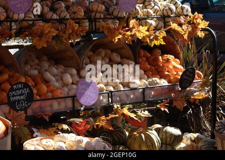 Große Körbe mit kleinen dekorativen orangefarbenen und weißen Kürbissen und Kürbissen Stockfoto