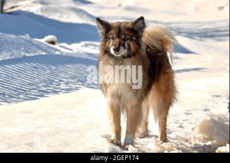 Ein Hund steht an einem sonnigen Wintertag auf einer verschneiten Straße und schaut auf die Kamera Stockfoto