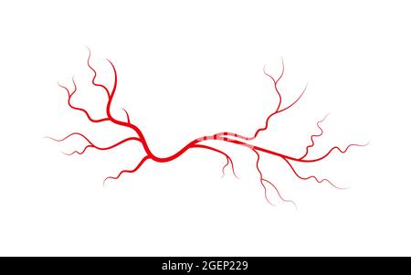 Menschliche Venen und Arterien. Rote verzweigte spinnenförmige Blutgefäße und Kapillaren. Vektordarstellung auf weißem Hintergrund isoliert Stock Vektor