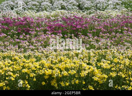 Reihen pastellfarbener Nemesien in einem Sommergarten im Juli in Großbritannien Stockfoto