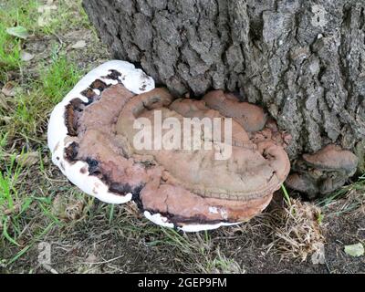 Dieser Pilz heißt Artists Conk, Ganoderma applanatum, Artists Bracket oder Bear Bread. Sie wächst auf einem großen Baum in der Nähe des Bodens Stockfoto