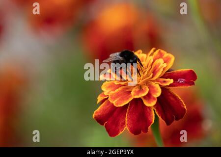 Schwarze männliche oder melanische Hummel (Bombus ruderatus) auf Marigold Stockfoto