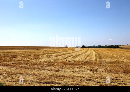 Ernte. Der Mähdrescher mäht Weizen auf dem Feld. Stockfoto