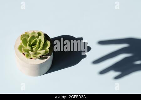 Sukulent in Betontopf mit Handschatten auf blauem Hintergrund.Home decoration.minimal Natur background.Garden und minimal floral Konzept. Stockfoto