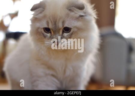 White Flurry Scottish Kitty Katze zu Hause mit traumidem Gesicht Stockfoto
