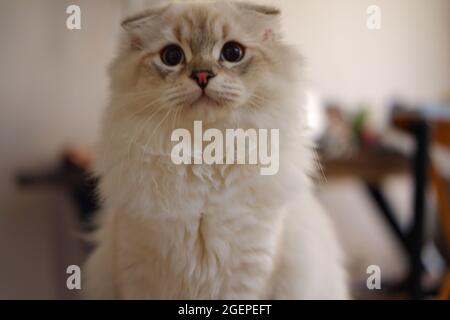 White Flurry Scottish Kitty Katze zu Hause Stockfoto