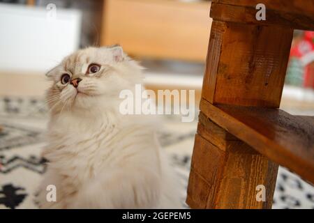 White Flurry Scottish Kitty Katze zu Hause Stockfoto
