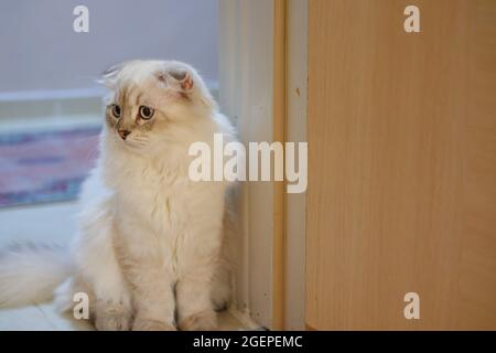 White Flurry Scottish Kitty Katze zu Hause Stockfoto