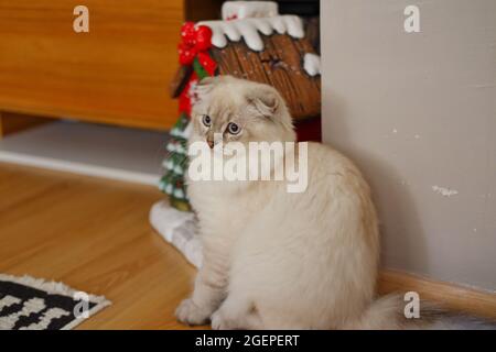 White Flurry Scottish Kitty Katze zu Hause Stockfoto