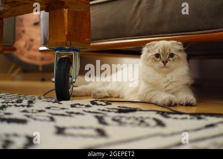 White Flurry Scottish Kitty Cat zu Hause unter dem Sofa liegend Stockfoto