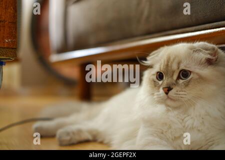 White Flurry Scottish Kitty Cat zu Hause unter dem Sofa liegend Stockfoto