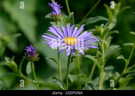 Aster x frikartii Monch Michaelmas Blume und Knospen Gänseblümchen Stockfoto