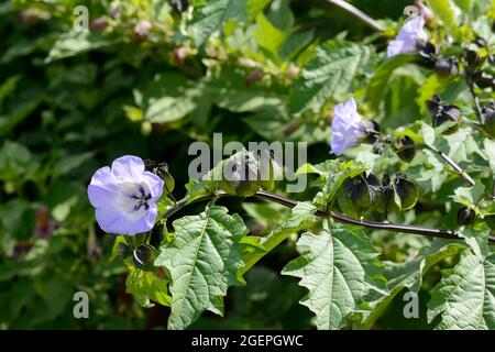 Nicarandra physialodes violacea Apfel von Peru Shoofly Pflanze Stockfoto