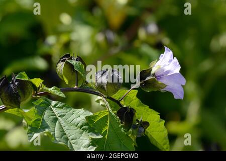 Nicarandra physialodes violacea Apfel von Peru Shoofly Pflanze Stockfoto